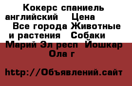 Кокерс спаниель английский  › Цена ­ 4 500 - Все города Животные и растения » Собаки   . Марий Эл респ.,Йошкар-Ола г.